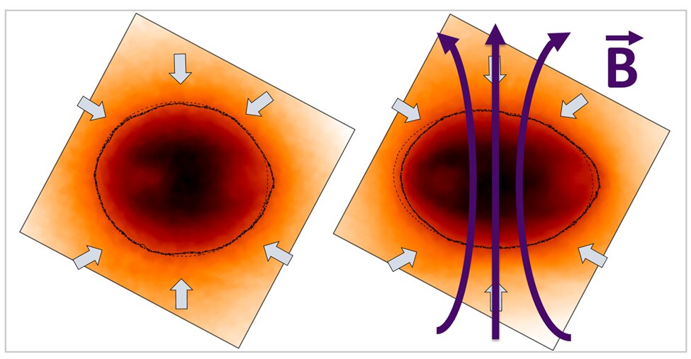 Unmagnetized implosion image and magnetized image - showing that the applied magnetic field flattens the implosion shape. Credit: Bose et al.
